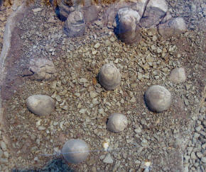 Troodon eggs